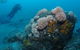 The Pines Dive Site - thumb 2