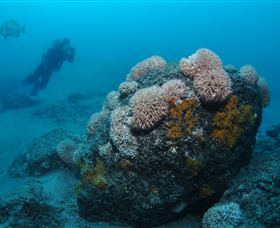 The Pines Dive Site - Accommodation Bookings 2