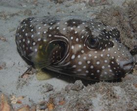 Tangalooma Wrecks Dive Site - Accommodation Bookings 2