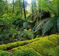 Errinundra National Park - Accommodation Bookings