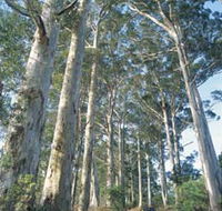The Great Forest Trees Drive - Accommodation Bookings