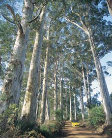 The Great Forest Trees Drive - Accommodation Bookings 0