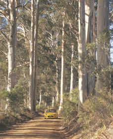 The Great Forest Trees Drive - Accommodation Bookings 2