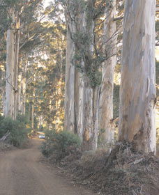 The Great Forest Trees Drive - Accommodation Bookings 3