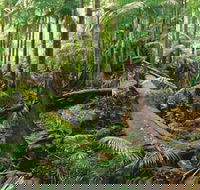 Wollumbin-Mount Warning National Park - Accommodation Bookings