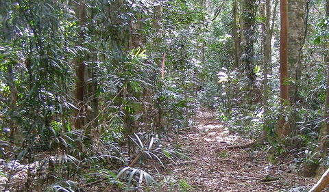 Big Scrub Loop Walking Track - Accommodation Bookings 0
