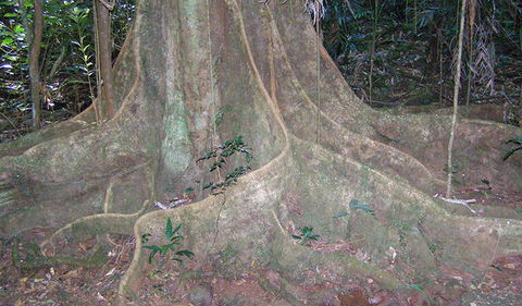 Big Scrub Loop Walking Track - Accommodation Bookings 1