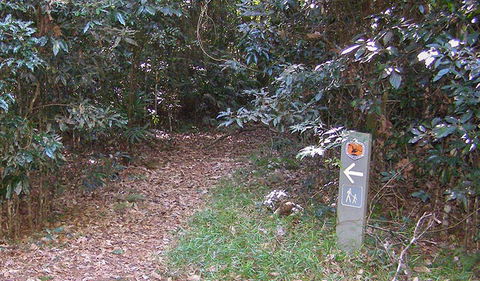 Big Scrub Loop Walking Track - Accommodation Bookings 2