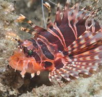 The Seaway Dive Site - Accommodation Bookings