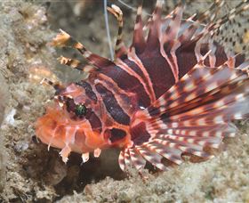 The Seaway Dive Site - Accommodation Bookings 0
