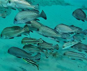 The Seaway Dive Site - Accommodation Bookings 3