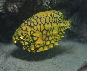 The Seaway Dive Site - Accommodation Bookings 2