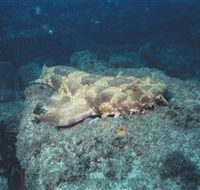 Scottish Prince Dive Site - Accommodation Bookings