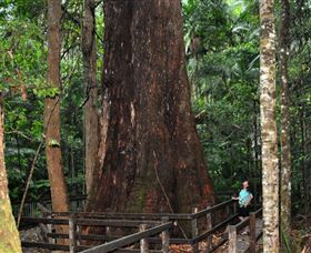 Bird Tree And Benaroon - Accommodation Bookings 0