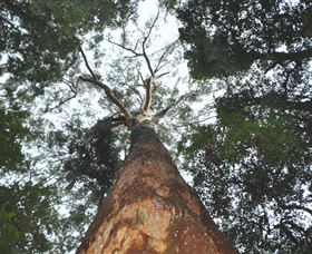 Bird Tree And Benaroon - Accommodation Bookings 1