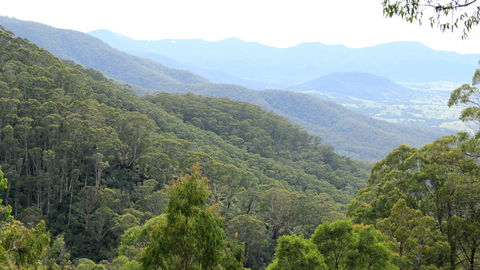 South East Forests National Park - Accommodation Bookings 1