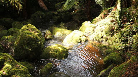 South East Forests National Park - Accommodation Bookings 0
