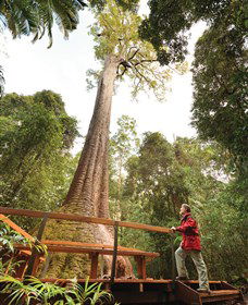 Old Bottlebutt - Accommodation Bookings 0