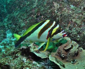 Palm Beach Reef Dive Site - Accommodation Bookings 0