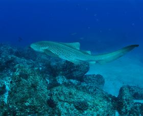 Palm Beach Reef Dive Site - Accommodation Bookings 1