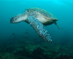 Palm Beach Reef Dive Site - Accommodation Bookings 2