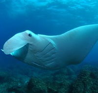 Manta Bommie Dive Site - Accommodation Bookings