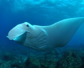 Manta Bommie Dive Site - Accommodation Bookings 0