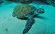 Manta Bommie Dive Site - thumb 3