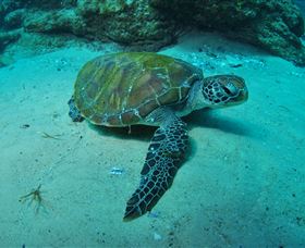 Manta Bommie Dive Site - Accommodation Bookings 3
