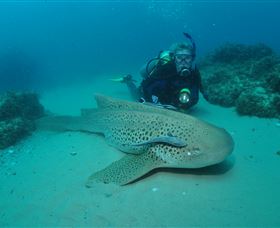 Manta Bommie Dive Site - Accommodation Bookings 1