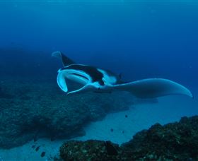Manta Bommie Dive Site - Accommodation Bookings 2