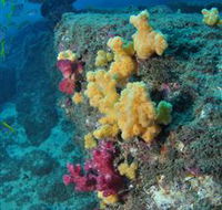 Shag Rock Dive Site - Accommodation Bookings