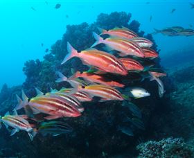 Flat Rock Dive Site - Accommodation Bookings 0