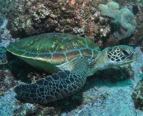 Flat Rock Dive Site - Accommodation Bookings 1