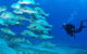 Flat Rock Dive Site - thumb 3