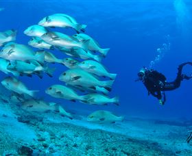 Flat Rock Dive Site - Accommodation Bookings 3
