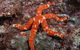 Flat Rock Dive Site - thumb 2