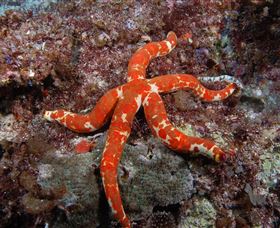 Flat Rock Dive Site - Accommodation Bookings 2