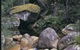 Mumbulla Creek Falls And Picnic Area - thumb 1