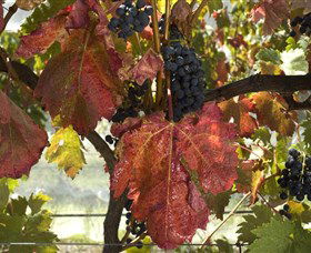 Mimosa Wines - Accommodation Bookings 1