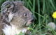 Koala Hospital - thumb 0