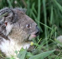 Koala Hospital - Accommodation Bookings