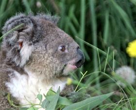 Koala Hospital - Accommodation Bookings 0