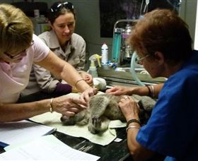 Koala Hospital - Accommodation Bookings 2