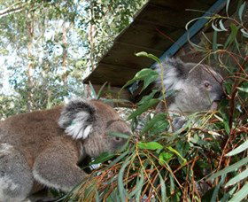 Koala Hospital - Accommodation Bookings 7