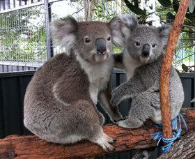 Koala Hospital - Accommodation Bookings 5