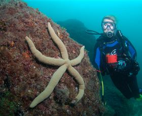 Cook Island Dive Site - Accommodation Bookings 0