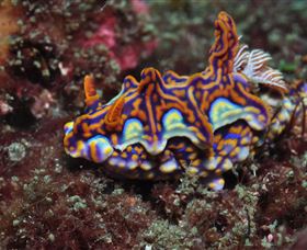 Cook Island Dive Site - Accommodation Bookings 1