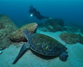 Cook Island Dive Site - Accommodation Bookings 2