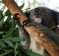 Macquarie Nature Reserve - Accommodation Bookings